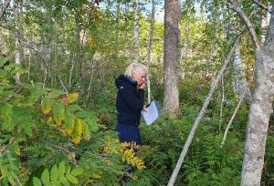 Nainen suorittamassa luonnonhoitokorttikokeen maastokoetta. 