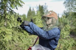 Nainen kerää hyttyshattu päässään kuusenkerkkiä.