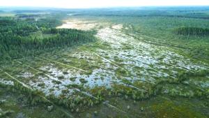 Ennallistettua suota kuvattuna dronella. 