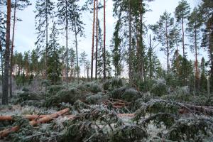 Träd fällda av en storm i skogen.
