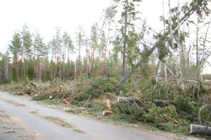 Lyly-myrskyssä kaatuneita puita metsätien varressa Satakunnassa.