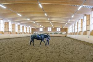 Ratsastaja taluttaa hevosta puurakenteisen maneesin sisällä