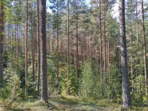 mäntymetsää