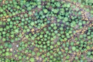 Bild på vårdat plantbestånd. Bilden har tagits av en drönare.