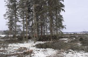 En grupp naturvårdsträd på vintern. Runtomkring ligger hyggesavfall.