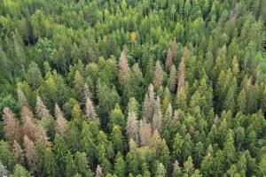 Flygbild av en skog med flera granar som dödats av barkborrar.