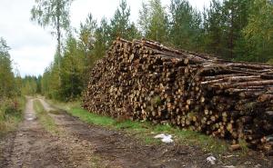 virkesupplag vid skogsvägen