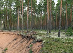 Tallmoskog med en sandgrop bredvid.