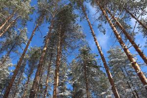 talvinen mäntymetsä