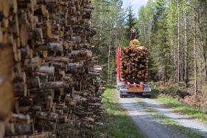 Puita lastataan tukkirekkaan metsätien varressa. 