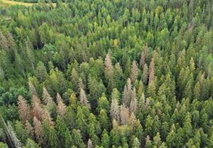 Flygbild av en skog med flera granar som dödats av barkborrar.  