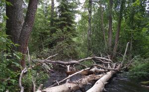 Luonnontilainen jokielinympäristö, jossa joen yli kaatuneita puita.