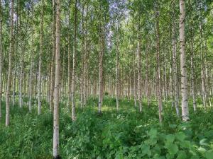 Björkar bäxer på en före detta åker på sommaren.