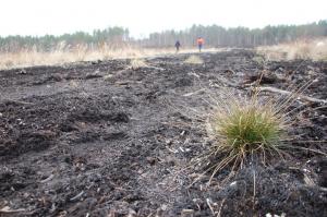 Ett gammalt torvproduktionsområde som lämpar sig för beskogning.