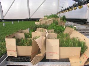 Plantor i en låda på en plantskola.