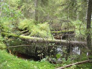 Lahonneita puita metsässä.