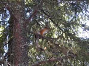 En ekorre sitter i en gran.