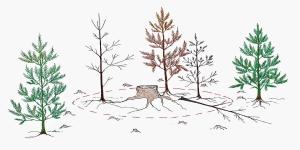 Piirroskuvassa on kaksi tervettä männyntaimea ja piirretyn ympyrän keskellä kolme kuollutta ja yksi kaatunut ja kuollut mänty sekä kanto. anto ja 