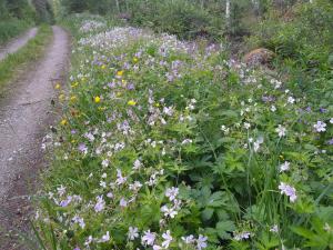 Blomrabatt vid en stugväg.