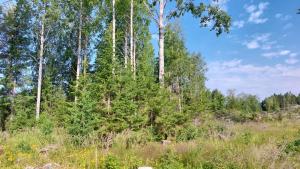 Unga träd bildar ett viltbuskage under en grupp med högre aspar.