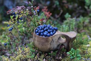 En kåsa full med blåbär i skogen.