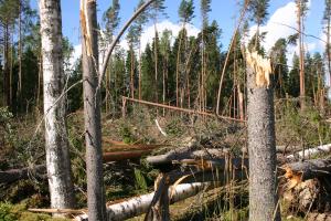 Träd som gårr av och fallit i stormen.