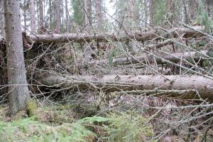 Stormfällda barrträd i en skog.
