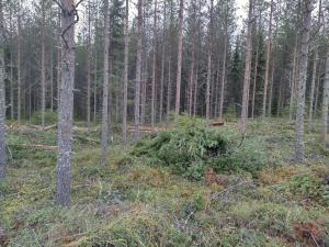 Harvennettua nuorta metsää.