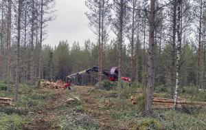 En skördare avverkar energived i en ung skog.