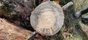 Männyn kannossa on okakaarnakuoriaisen levittämää sinistäjäsientä. 