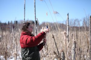 Ihminen kerää osmankäämin höytyvää