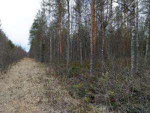 En dikesren i gott skick på våren. 