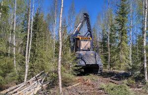 Pienpuun korjuuta metsässä