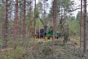 Metsäkone harventaa metsää ja korjaa pienpuuta.