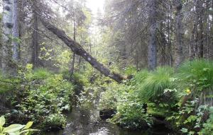En bäck i skogen på sommaren.