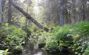  En bäck omgiven av frodig skog och ruttnande trä.