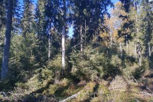 Blandskog som tidigare plockhuggits. På marken ligger död ved, och träden som växer är olika gamla, och där finns högstubbar.