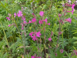Rödblära i gröna naturen.