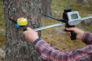 En person mäter diametern på ett träd med ett speciellt verktyg.