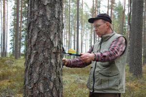 Skogsrådgivaren Jouko Huuhka mäter en tall.