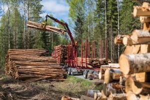 Trädstammar lastas på en virkestransportbil i skogen på sommaren.
