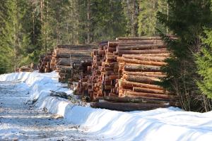 Virkesstapel vid skogsvägen på vintern.