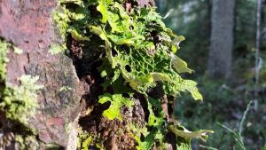 raidankeuhkojäkälä kasvaa puun rungolla.