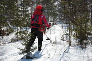 En person röjer sly i en plantskog på vintern.