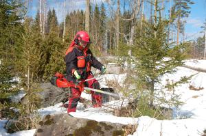 Nainen harventaa taimikkoa raivaussahalla. 