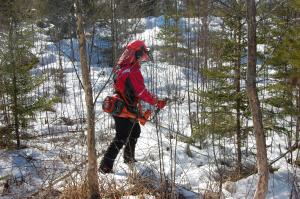 Röjning med röjsåg i plantskog.