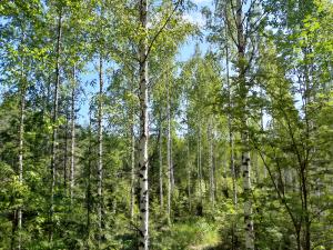 Vårtbjörksskog en solig sommardag.