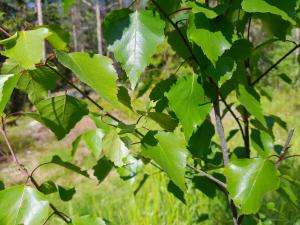 Närbild på vårtbjörksblad på en växande björk.