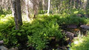 Kesäinen rehevä korpi