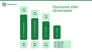 Stamantalet efter plantskogsvården, det väsentliga innehållet framgår av texten.